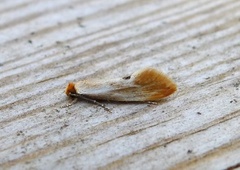 Rødgul reirmøll (Tinea semifulvella)