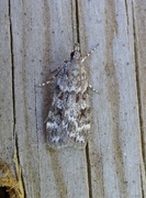 Junimosemott (Scoparia ambigualis)