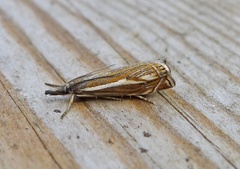 Smalstreknebbmott (Crambus lathoniellus)