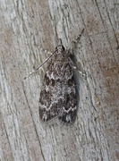 Junimosemott (Scoparia ambigualis)