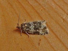 Olivenprydvikler (Celypha lacunana)