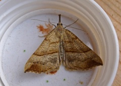 Neslenebbfly (Hypena proboscidalis)