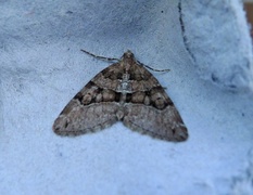 Brun einerbarmåler (Thera cognata)