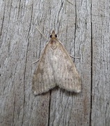 Buskengmott (Udea prunalis)