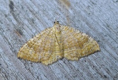 Gullmåler (Camptogramma bilineata)