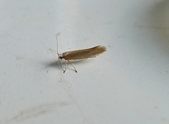 Argyresthia aurulentella