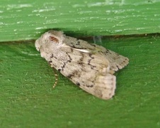 Lyst klippefly (Epipsilia grisescens)