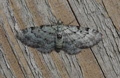 Epleblomstmåler (Pasiphila rectangulata)