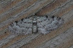 Epleblomstmåler (Pasiphila rectangulata)