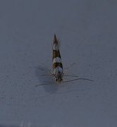 Argyresthia brockeella