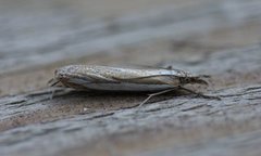 Beitenebbmott (Crambus pascuella)