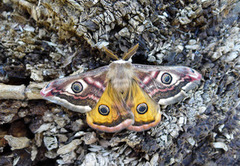 Nattpåfugløye (Saturnia pavonia)