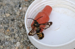 Bringebærglassvinge (Pennisetia hylaeiformis)