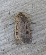 Krattfly (Graphiphora augur)