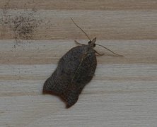 Konkavflatvikler (Acleris emargana)