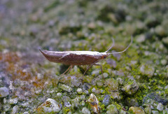 Leddvedsprellemøll (Ypsolopha dentella)