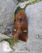 Stengelfly (Amphipoea)