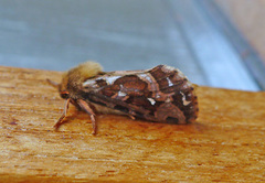 Bregneroteter (Korscheltellus fusconebulosa)