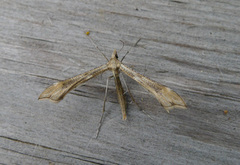 Hestehovfjærmøll (Platyptilia gonodactyla)