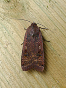 Hagebåndfly (Noctua pronuba)