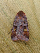 Rødfrynset teglfly (Diarsia brunnea)