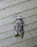 Klistermøll (Endrosis sarcitrella)