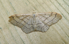 Vinkelengmåler (Idaea aversata)