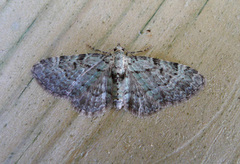 Epleblomstmåler (Pasiphila rectangulata)