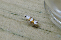 Argyresthia brockeella