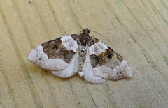 Øyemåler (Cosmorhoe ocellata)