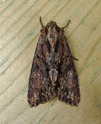 Stort engfly (Apamea monoglypha)