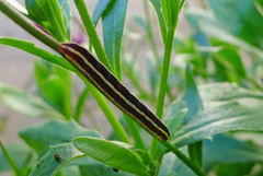 Rødt hagefly (Ceramica pisi)