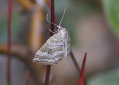 Englundmåler (Perizoma albulata)