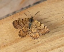 Brun buemåler (Macaria brunneata)