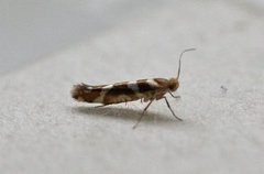 Oreblomstmøll (Argyresthia goedartella)