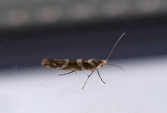 Oreblomstmøll (Argyresthia goedartella)