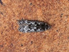 Anacampsis blattariella