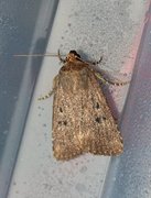 Grått pyramidefly (Amphipyra tragopoginis)