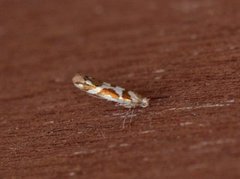 Oreblomstmøll (Argyresthia goedartella)