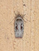 Agonopterix ocellana