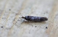 Ypsolopha parenthesella