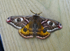 Nattpåfugløye (Saturnia pavonia)