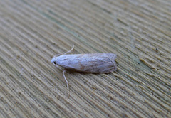 Humlebolvoksmott (Aphomia sociella)