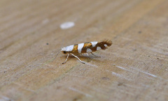 Argyresthia brockeella