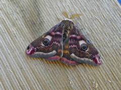 Nattpåfugløye (Saturnia pavonia)