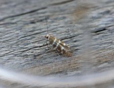 Argyresthia trifasciata