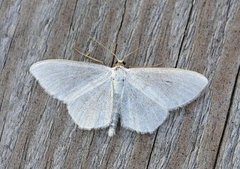 Blåbærurtemåler (Scopula ternata)