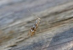 Phyllonorycter ulmifoliella