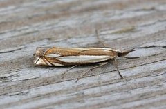 Beitenebbmott (Crambus pascuella)