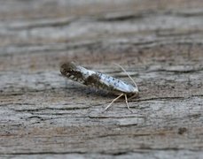 Argyresthia retinella